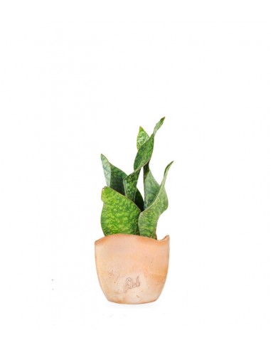 Sansevieria multipla