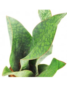 Sansevieria multipla 2