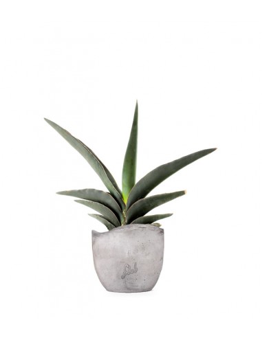 Sansevieria Robusta