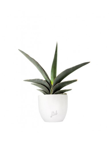 Sansevieria Robusta