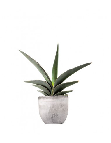 Sansevieria Robusta
