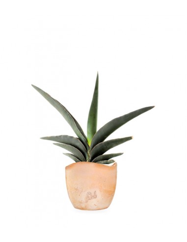 Sansevieria Robusta