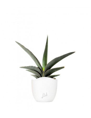 Sansevieria Robusta