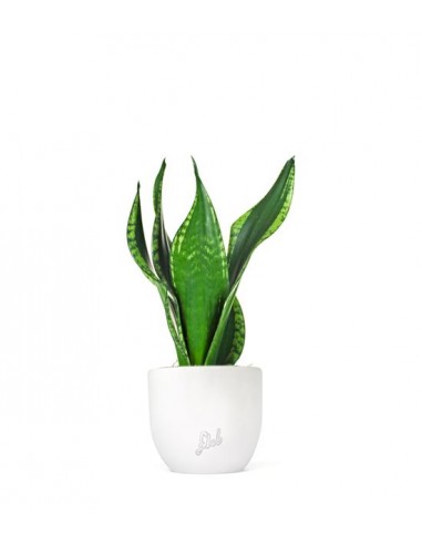 Sansevieria Silver flame