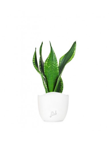 Sansevieria Silver flame
