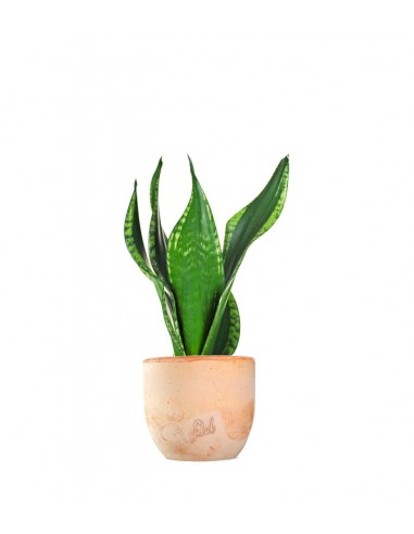 Sansevieria Silver flame