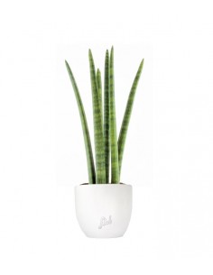 Sansevieria Straight