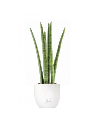 Sansevieria Straight