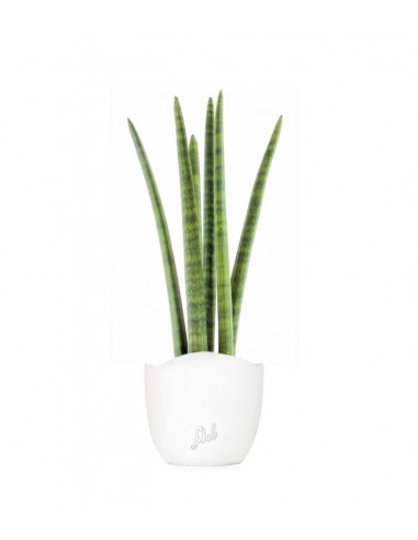 Sansevieria Straight