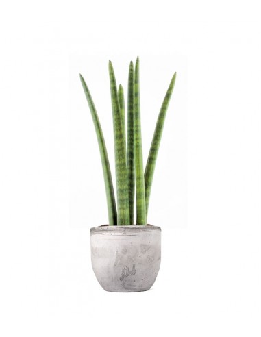 Sansevieria Straight