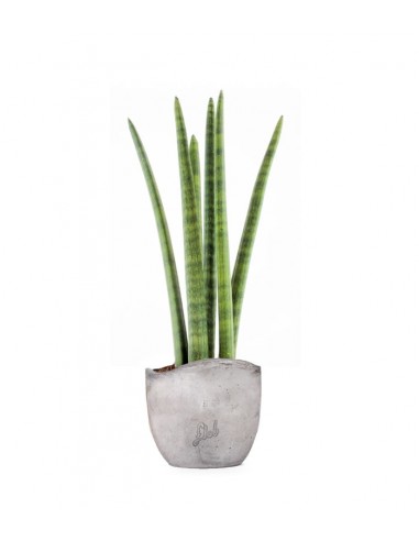 Sansevieria Straight