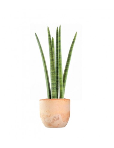 Sansevieria Straight