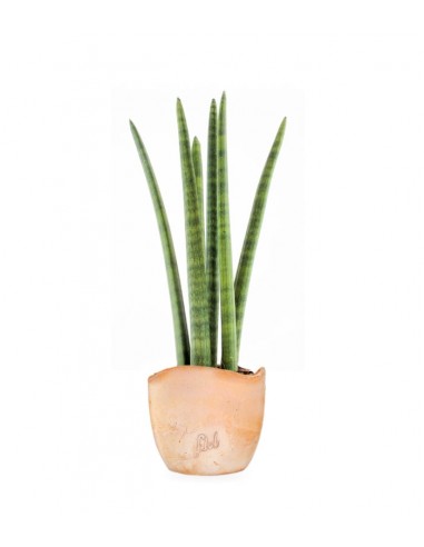 Sansevieria Straight