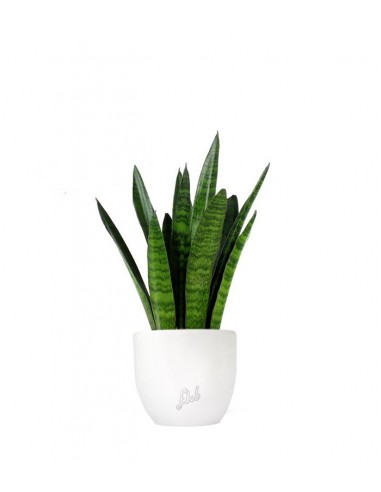 Sansevieria zeylanica