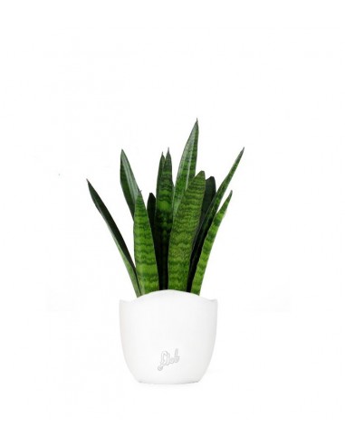 Sansevieria zeylanica