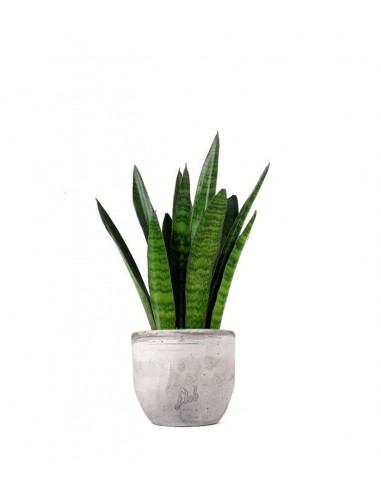Sansevieria zeylanica