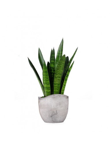 Sansevieria zeylanica