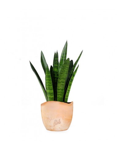 Sansevieria zeylanica