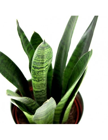 Sansevieria zeylanica