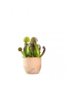 Sarracenia Barba