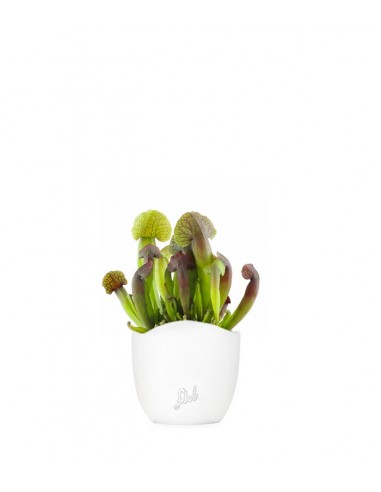 Sarracenia Barba