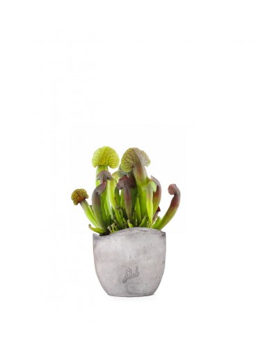 Sarracenia Barba