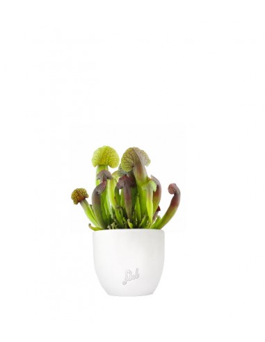 Sarracenia Barba