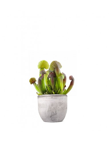 Sarracenia Barba