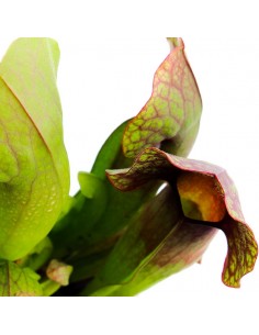 Sarracenia Barba 2