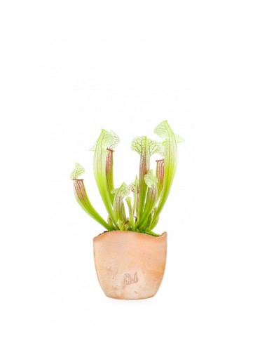 Sarracenia Eva