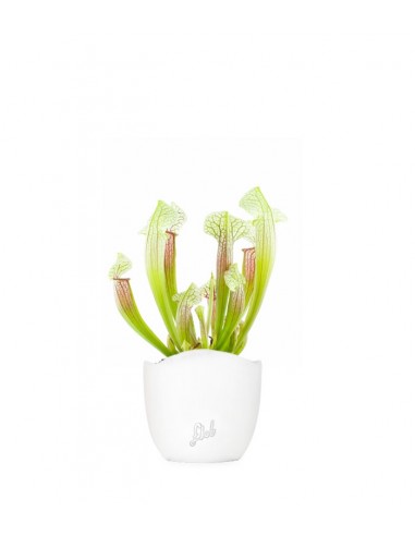 Sarracenia Eva