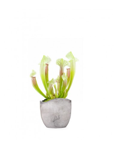 Sarracenia Eva