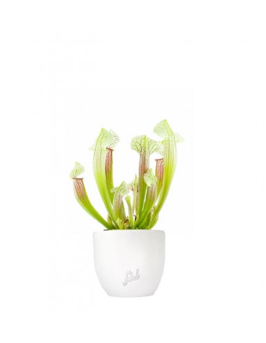 Sarracenia Eva