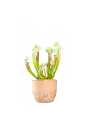 Sarracenia Eva