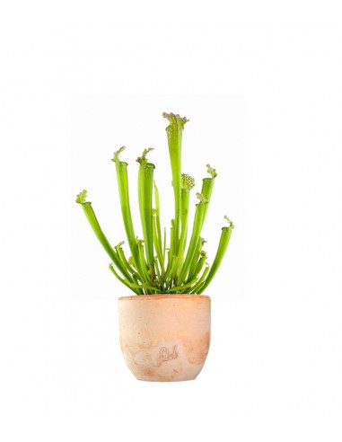 Sarracenia Farnhamii