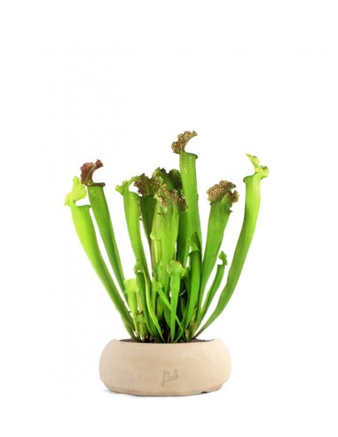 Sarracenia Farnhamii XL
