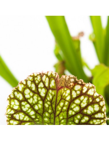 Sarracenia Farnhamii XL