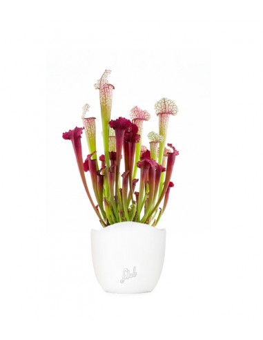 Sarracenia Juthatip