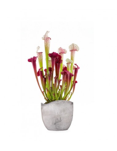 Sarracenia Juthatip