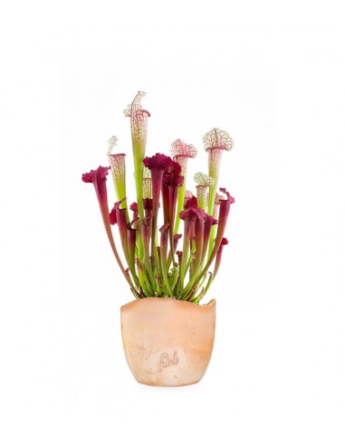 Sarracenia Juthatip