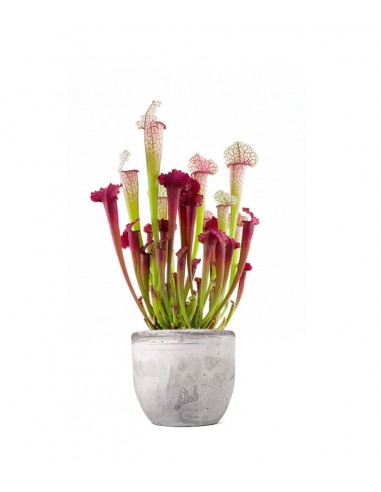 Sarracenia Juthatip