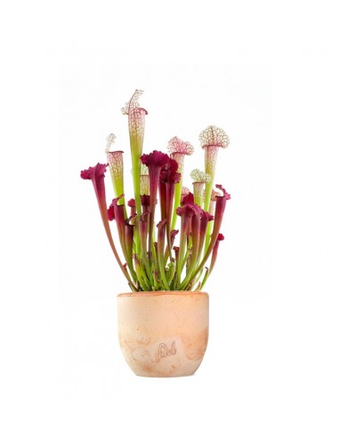 Sarracenia Juthatip