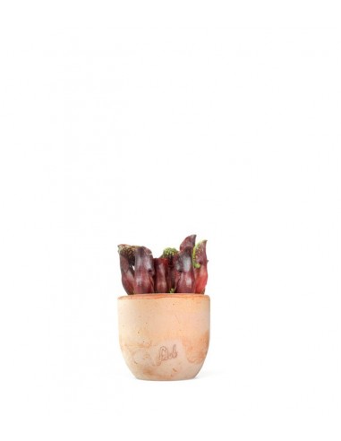 Sarracenia Maroon
