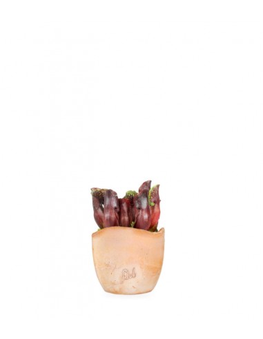 Sarracenia Maroon