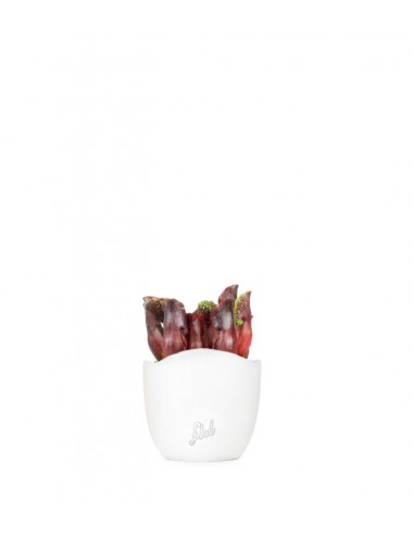 Sarracenia Maroon