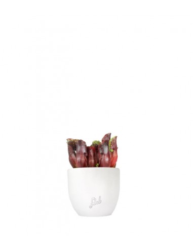 Sarracenia Maroon