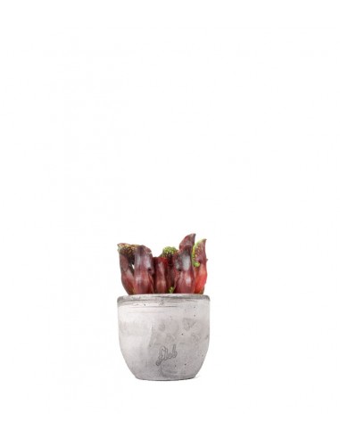 Sarracenia Maroon