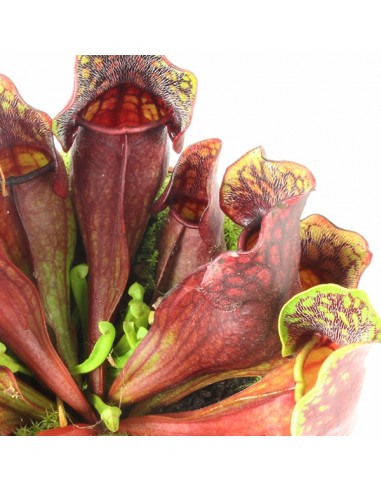 Sarracenia Maroon