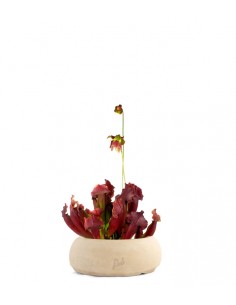 Sarracenia Maroon XL 2