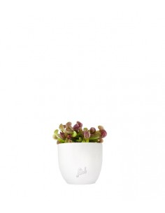 Sarracenia Psittacina